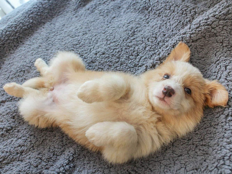 Plush Pet Blanket - Dog Mat Cat Mat Pet Air Conditioning Mat Pet Plush Mat